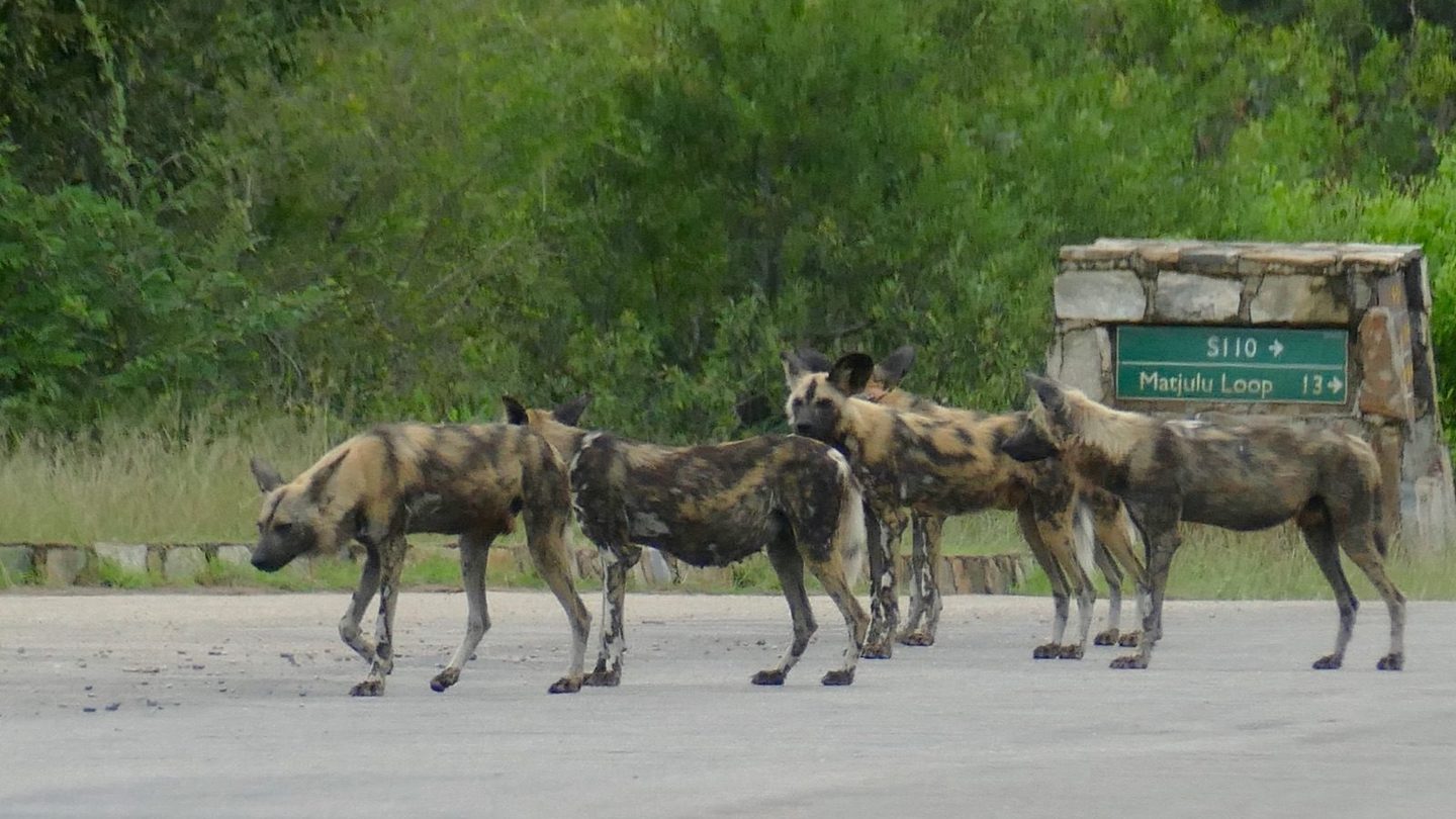 A pack of five African wild dogs walking together across a paved road in Kruger National Park, showing their mottled black, tan, and white coats and large rounded ears