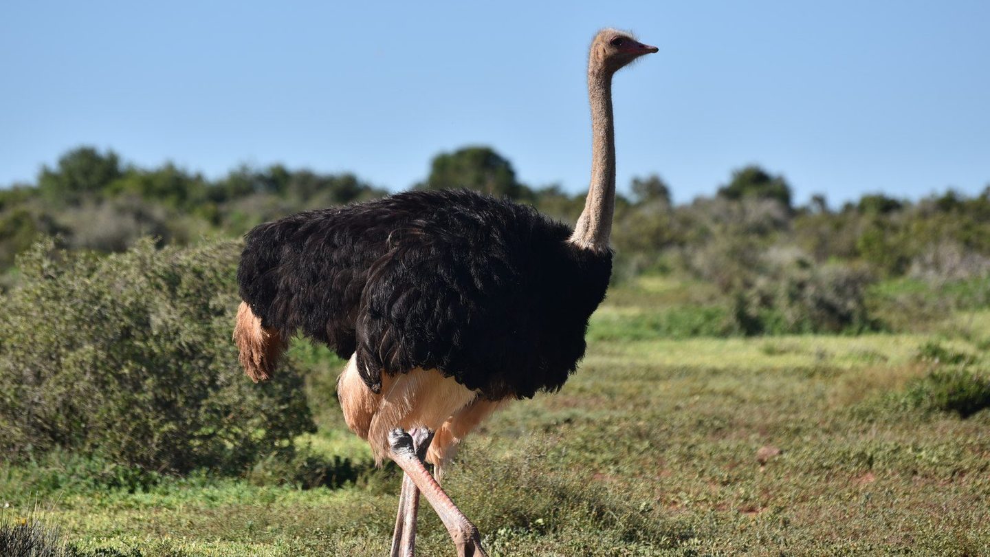 A common ostrich walking across grassland, head held high on its long neck, not buried in the ground