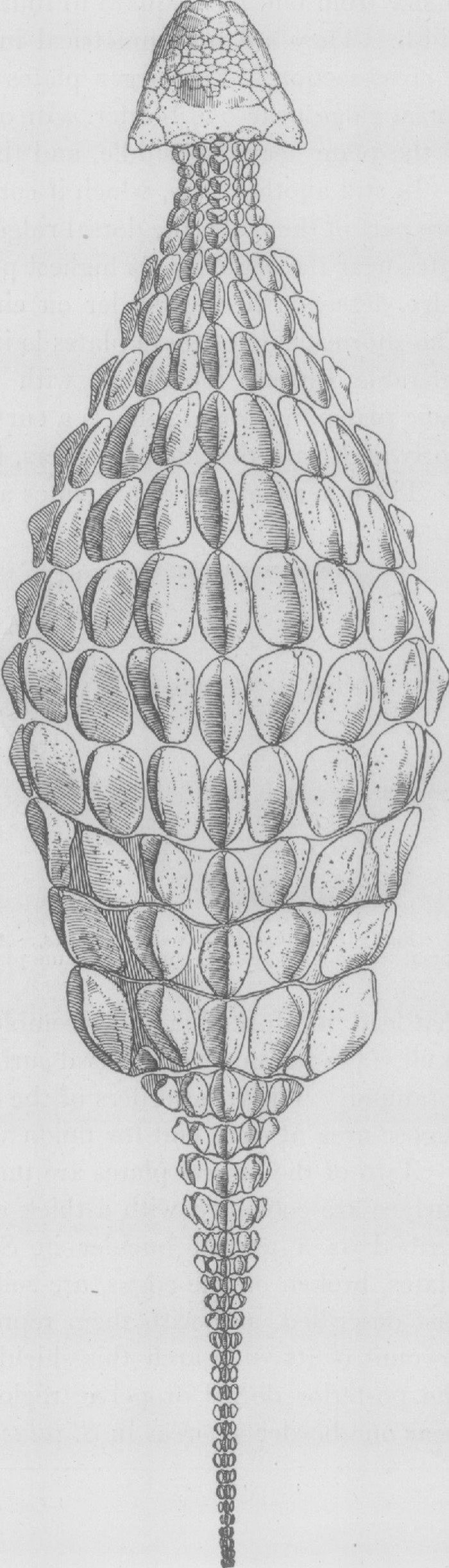 Barnum Brown's 1908 restoration of Ankylosaurus armour seen from above, published with the original description: closely packed, fairly uniform osteoderms over the trunk and a tail that tapers away to nothing, with no club on the end