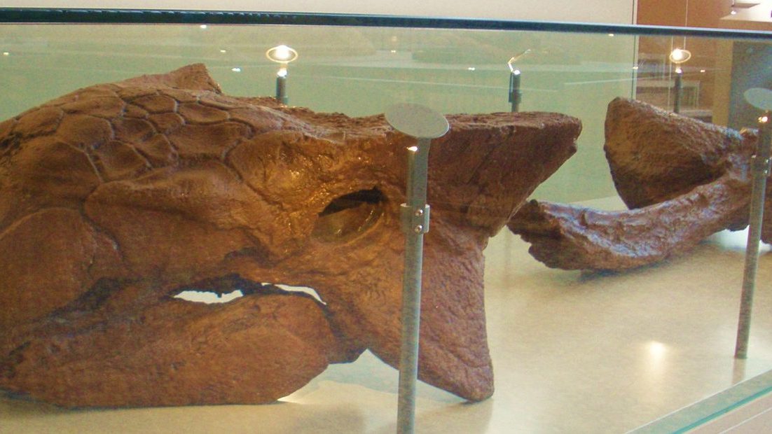 Skull cast of Ankylosaurus magniventris (AMNH 5214) displayed beside a tail club belonging to a different genus, Anodontosaurus (AMNH 5245)