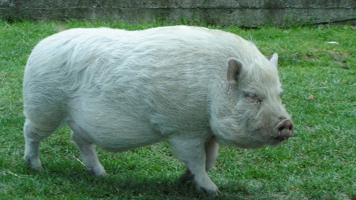 A Göttingen minipig, a miniature pig breed used in cognition research, standing on grass