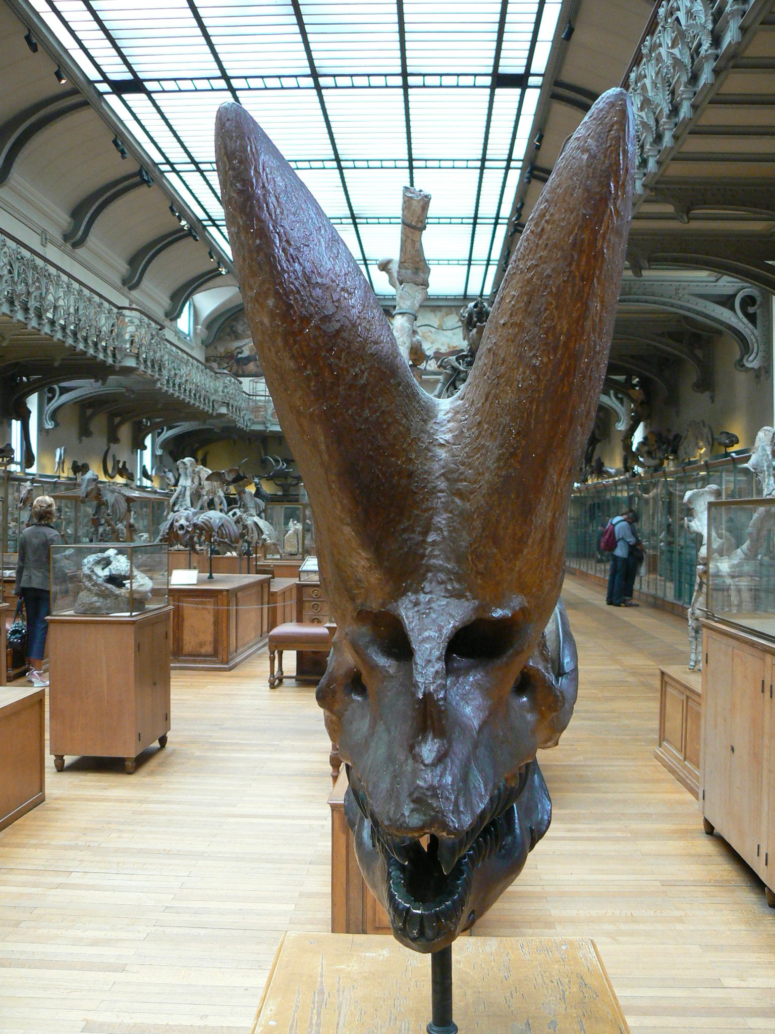 The skull of Arsinoitherium zitteli seen from the front, showing the pair of long nasal horns and the smaller knob-like horns above the eyes, on display at the Muséum national d'Histoire naturelle in Paris