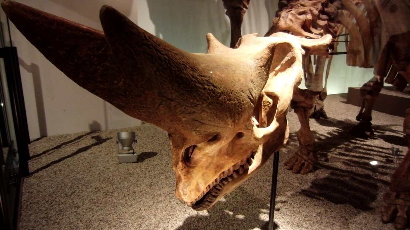 The mounted skull and forequarters of an Arsinoitherium zitteli skeleton, showing its two long nasal horns and smaller brow horns, on display at the National Museum of Nature and Science in Tokyo