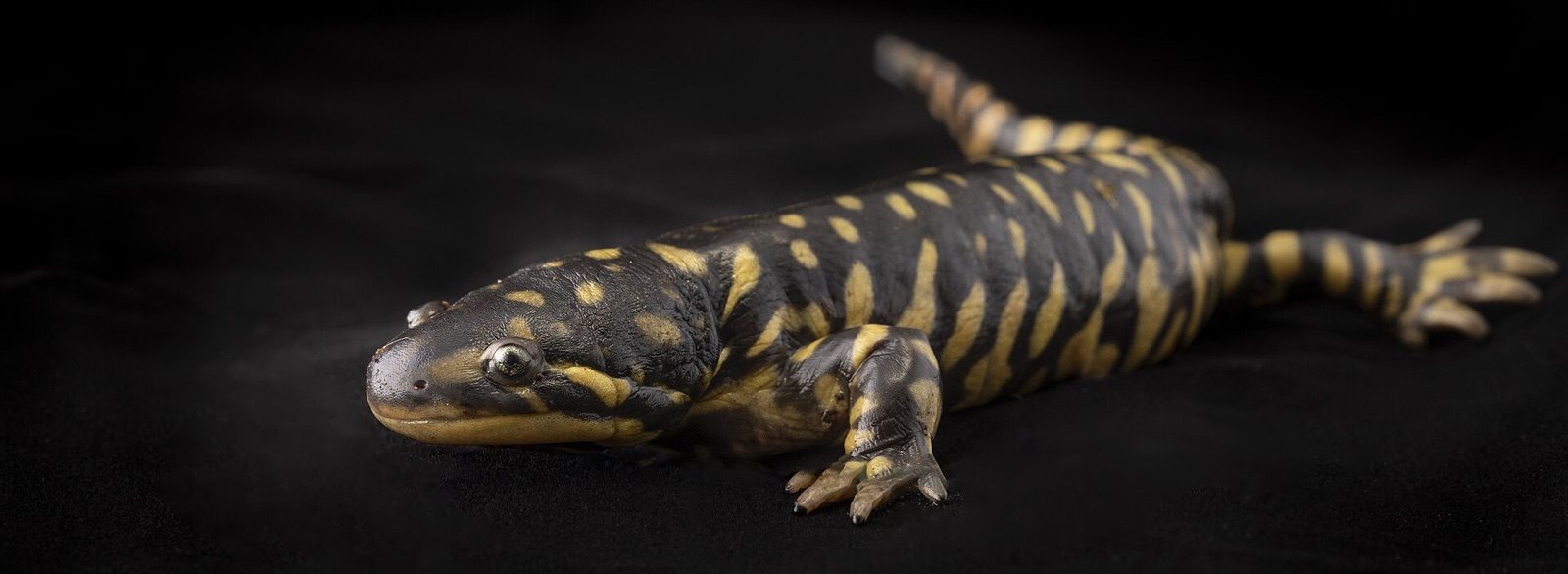 An adult tiger salamander, Ambystoma tigrinum, photographed on a black background: a metamorphosed terrestrial animal with lungs, eyelids and black-and-yellow barring, and none of the axolotl's external gills
