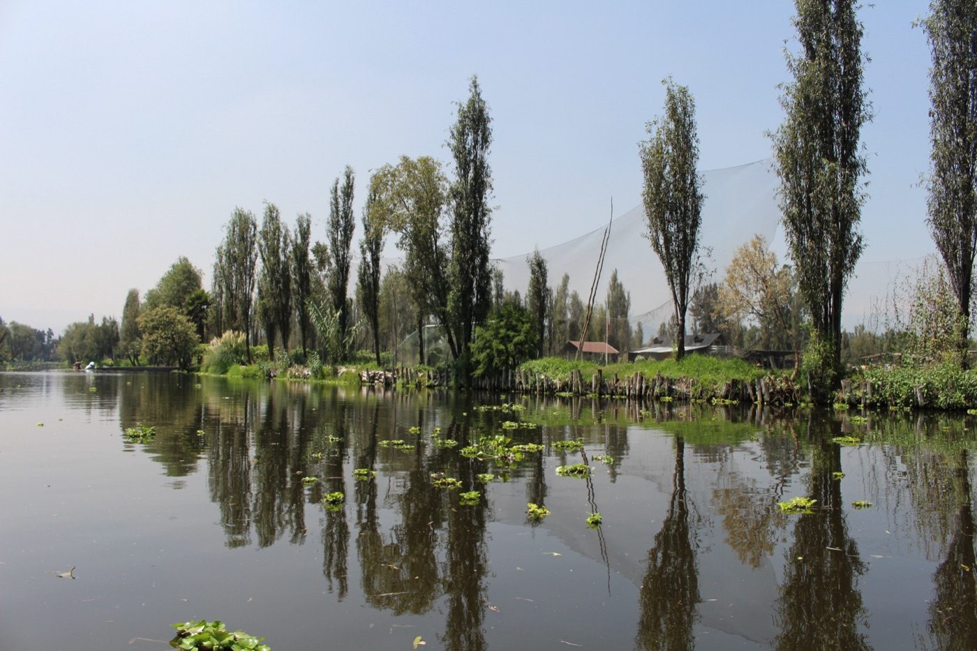 A canal in Xochimilco, Mexico City, with a pile-edged chinampa along the right bank and floating water hyacinth on the surface; these canals are the entire remaining wild range of the axolotl
