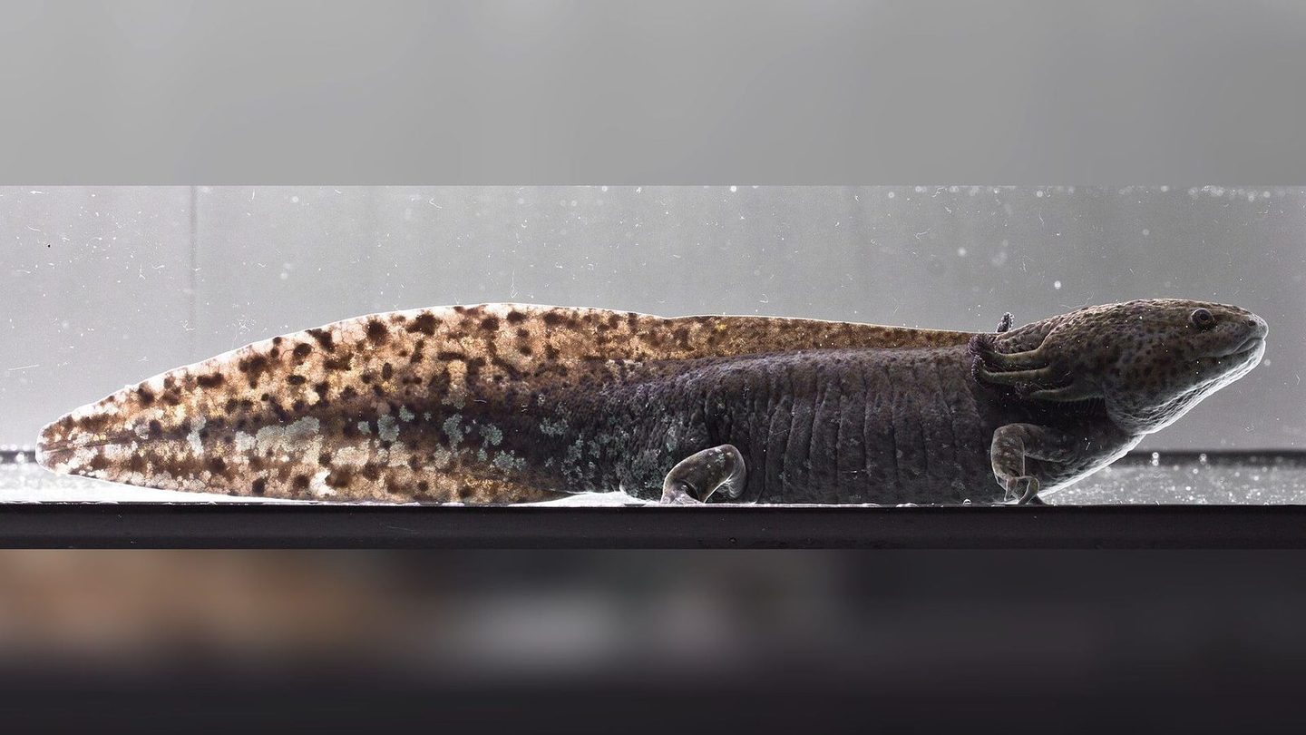 An adult male axolotl in wild-type colouring, dark and mottled, not the pink of the familiar pet morph, photographed in profile against the side of a tank