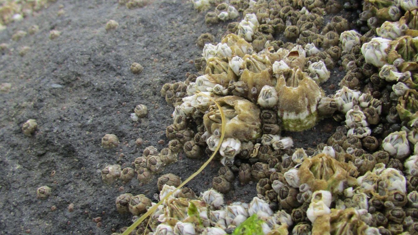 A cluster of acorn barnacles (Balanus glandula) cemented to a rock at low tide, their calcareous plates visible in close-up