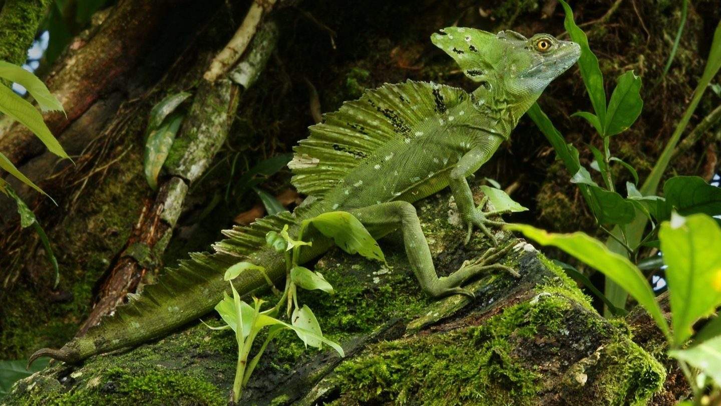 A green plumed basilisk lizard (Basiliscus plumifrons) perched on a branch near Las Horquetas, Costa Rica
