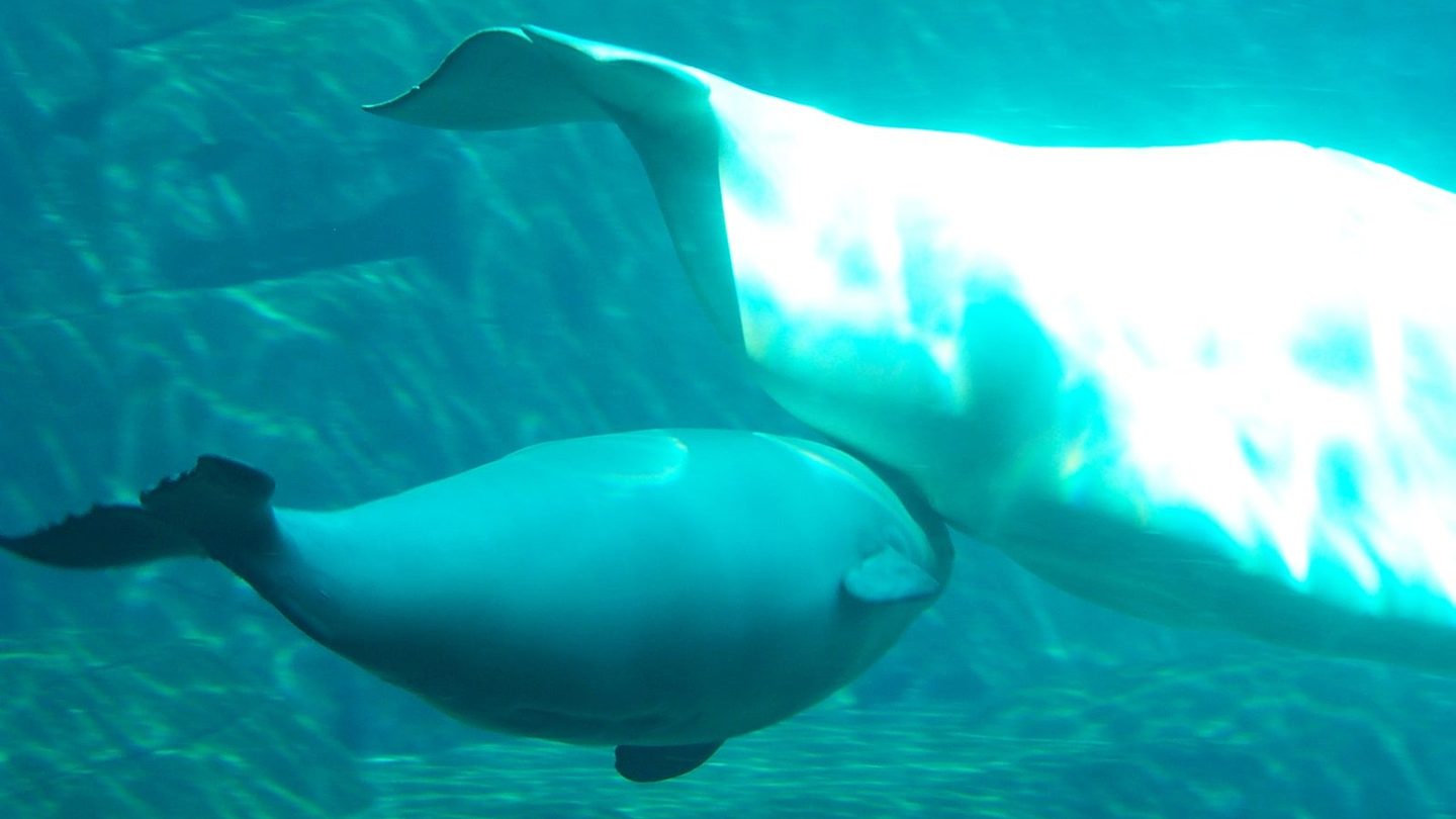 A white adult beluga whale swimming beside her smaller, dark gray calf