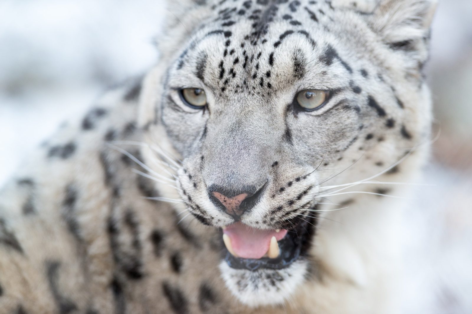 A close-up of a snow leopard with its mouth open, showing its canine teeth and tongue, in a snowy setting