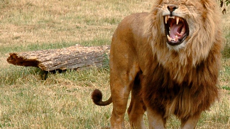 A male lion roaring with its mouth wide open in a grassy enclosure, showing its canine teeth and full mane