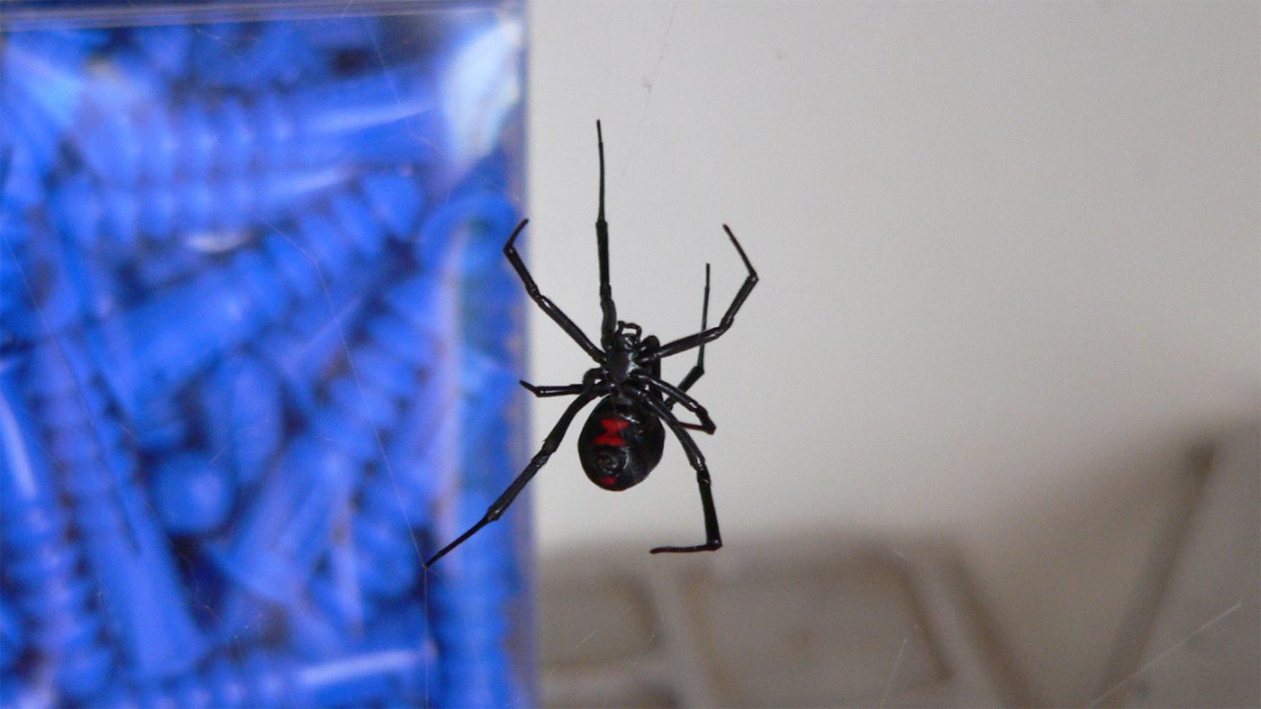 A black widow spider hanging upside down in its irregular tangle web against a plain background, its long thin legs spread and the pale abdomen marking visible from below