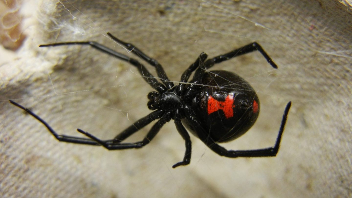 A female black widow spider seen from above at close range, her glossy black abdomen marked with a bright red hourglass shape, standing on light-colored fibrous material near her web
