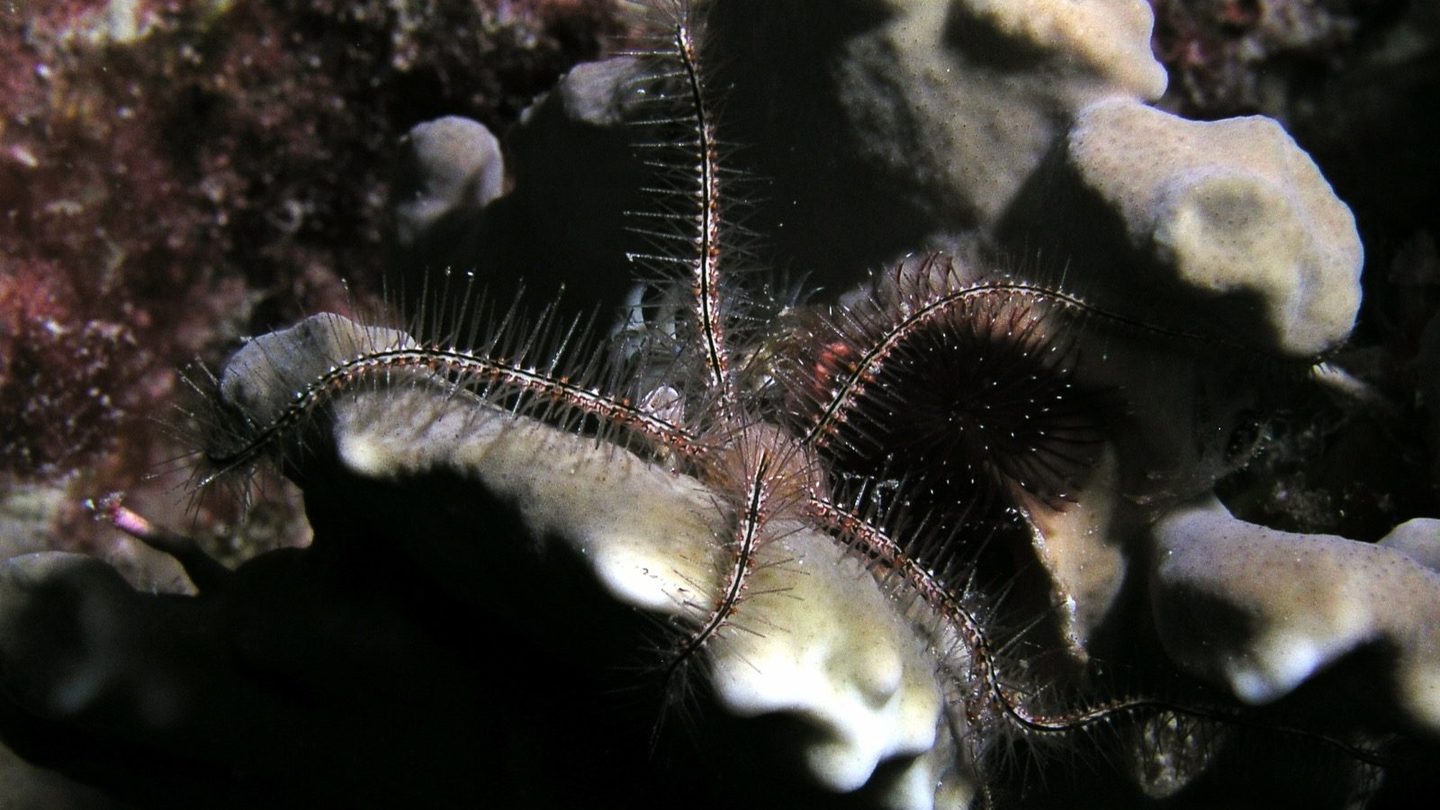 A brittle star with spiny, banded arms draped across a coral and sponge reef surface, with a dark sea urchin visible in the background