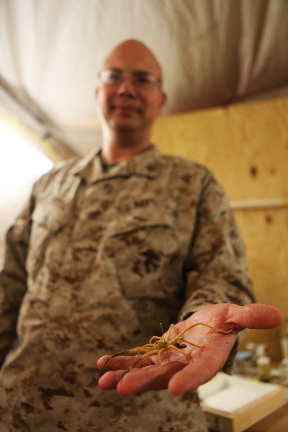 A US Navy medical entomologist at Camp Leatherneck, Afghanistan, holding a live camel spider on his open palm; the animal fits inside his hand, legs included