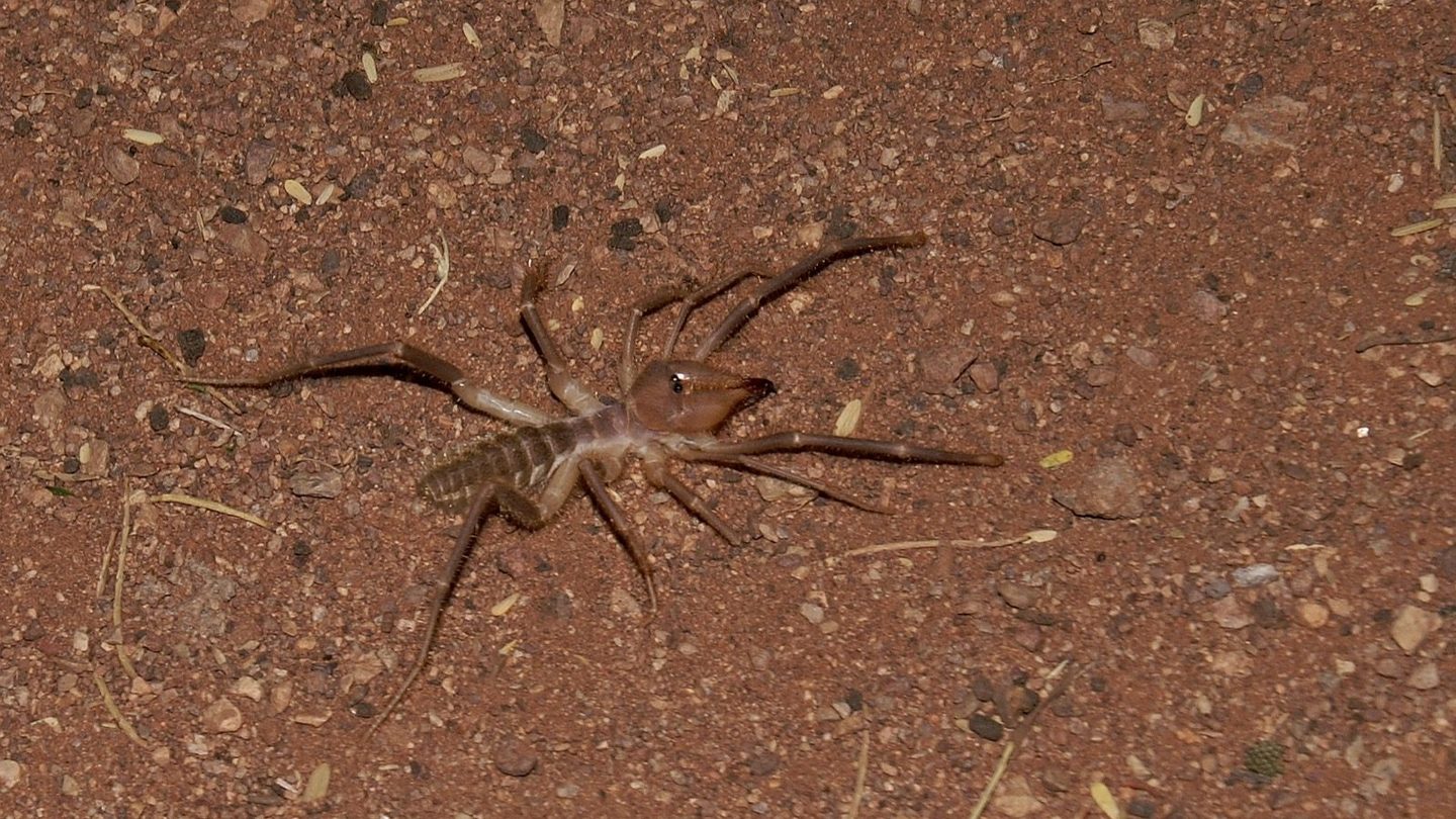 A solifuge (camel spider) photographed from above on reddish desert gravel at night, its long legs and pedipalps splayed out around a compact, hairy body