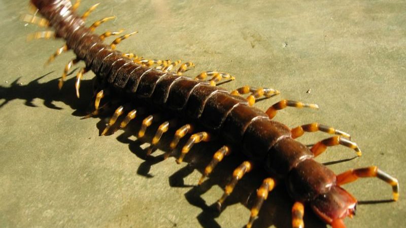A large orange-and-black banded Amazonian giant centipede (Scolopendra gigantea) crawling across a weathered concrete surface, its segmented body and paired legs clearly visible