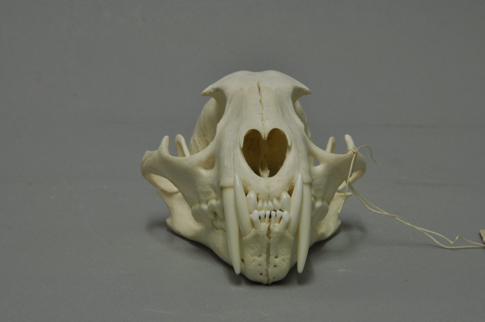 A clouded leopard skull viewed from the front, showing the canine teeth reaching far past the rest of the tooth row relative to the small size of the skull