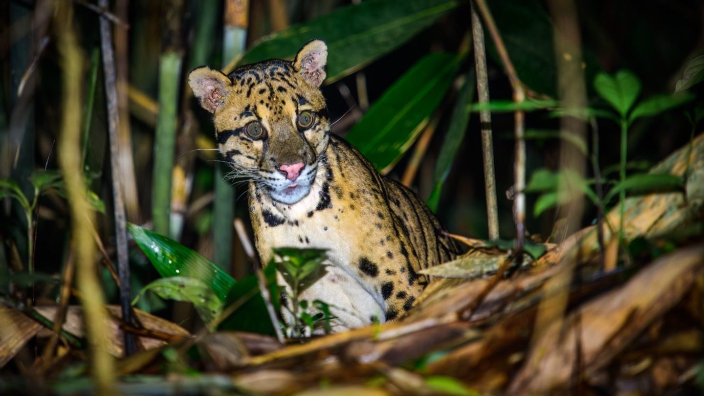 A clouded leopard at night in Kaeng Krachan National Park, Thailand, its cloud-shaped markings visible against dense forest undergrowth