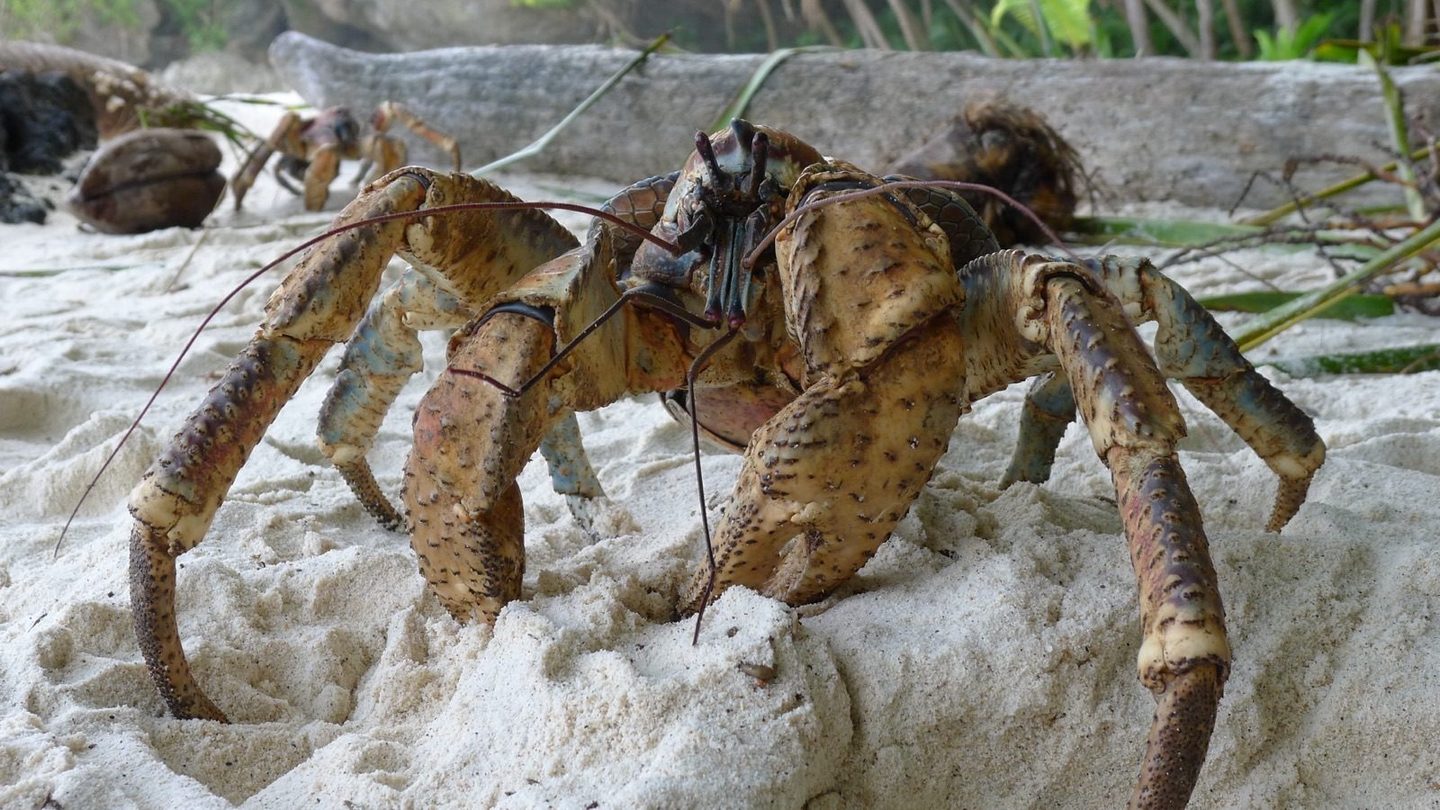 A large coconut crab (Birgus latro) standing over a coconut it has ripped open on Dolly Beach, Christmas Island