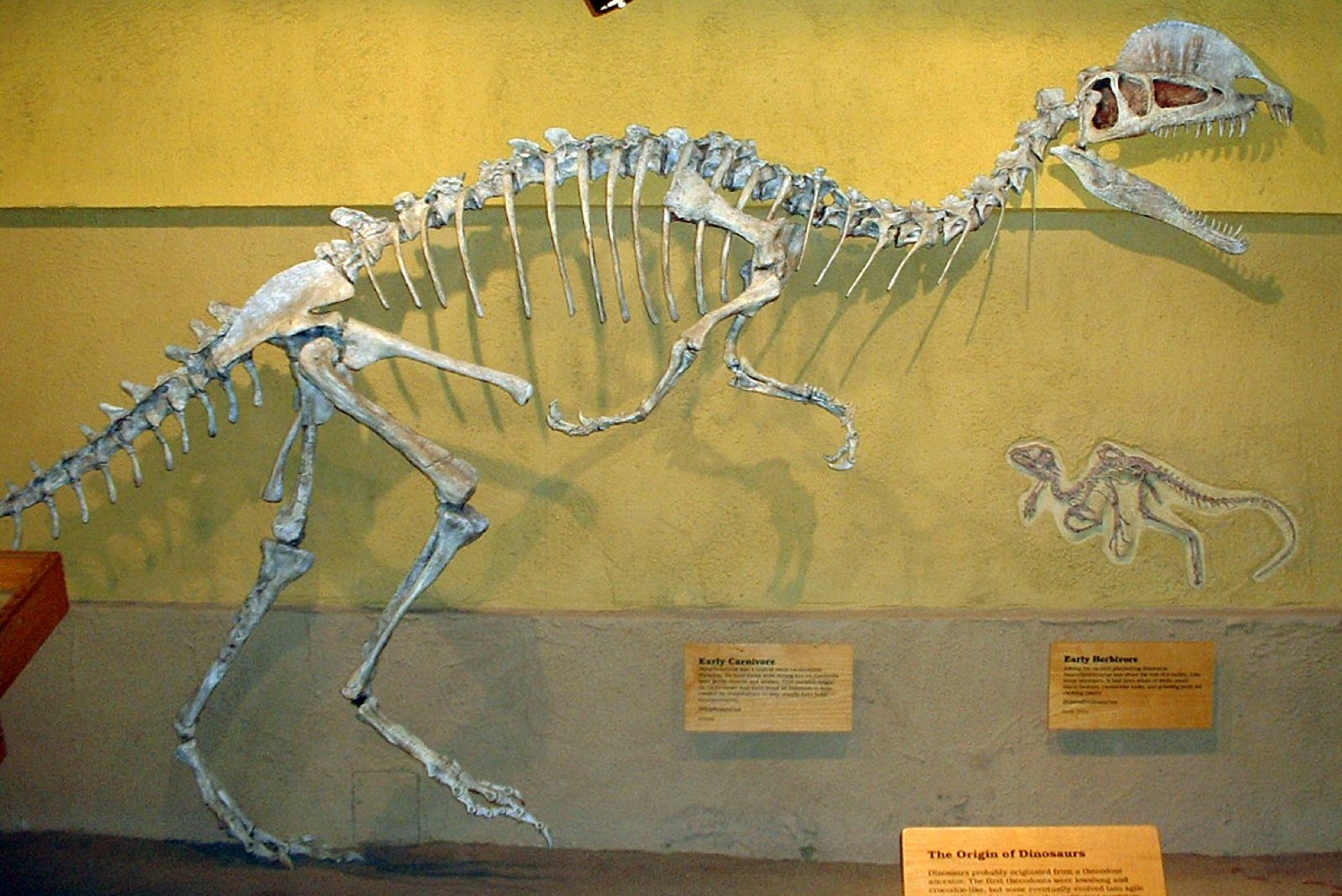 A Dilophosaurus skeleton mount at the Royal Tyrrell Museum of Palaeontology, showing the deep, robust jawbones and skull the 2020 Marsh and Rowe study argued were built for powerful muscle attachment, not a fragile bite