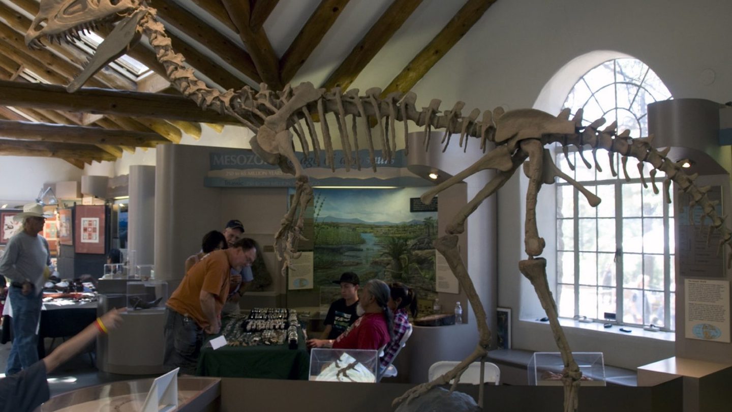 A reconstructed Dilophosaurus skeleton on display at the Museum of Northern Arizona, showing the pair of thin, semicircular bony crests on top of the skull and the long, deep jaw with a gap near the tip of the snout