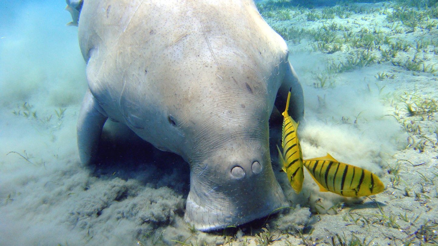 A dugong feeding head-down in a seagrass meadow near Marsa Alam, Egypt, with two golden trevally swimming alongside it