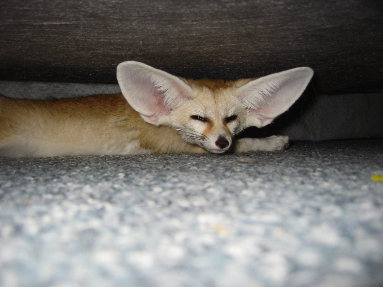 A fennec fox facing the camera directly, showing the full size and forward-facing orientation of its ears relative to its head
