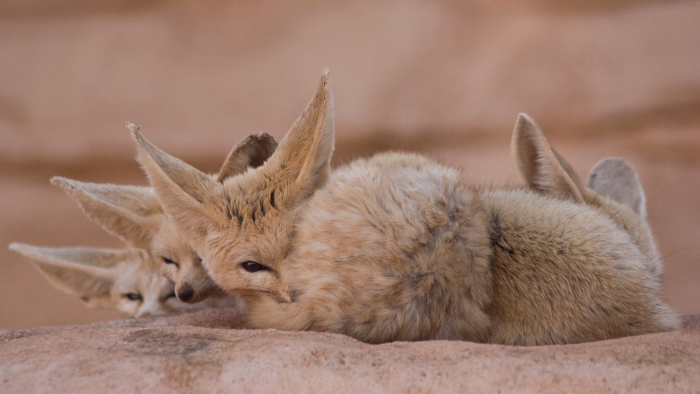 A fennec fox peeking out from behind sandy ground cover, its oversized ears held forward and its pale, sand-colored coat blending with the surrounding terrain