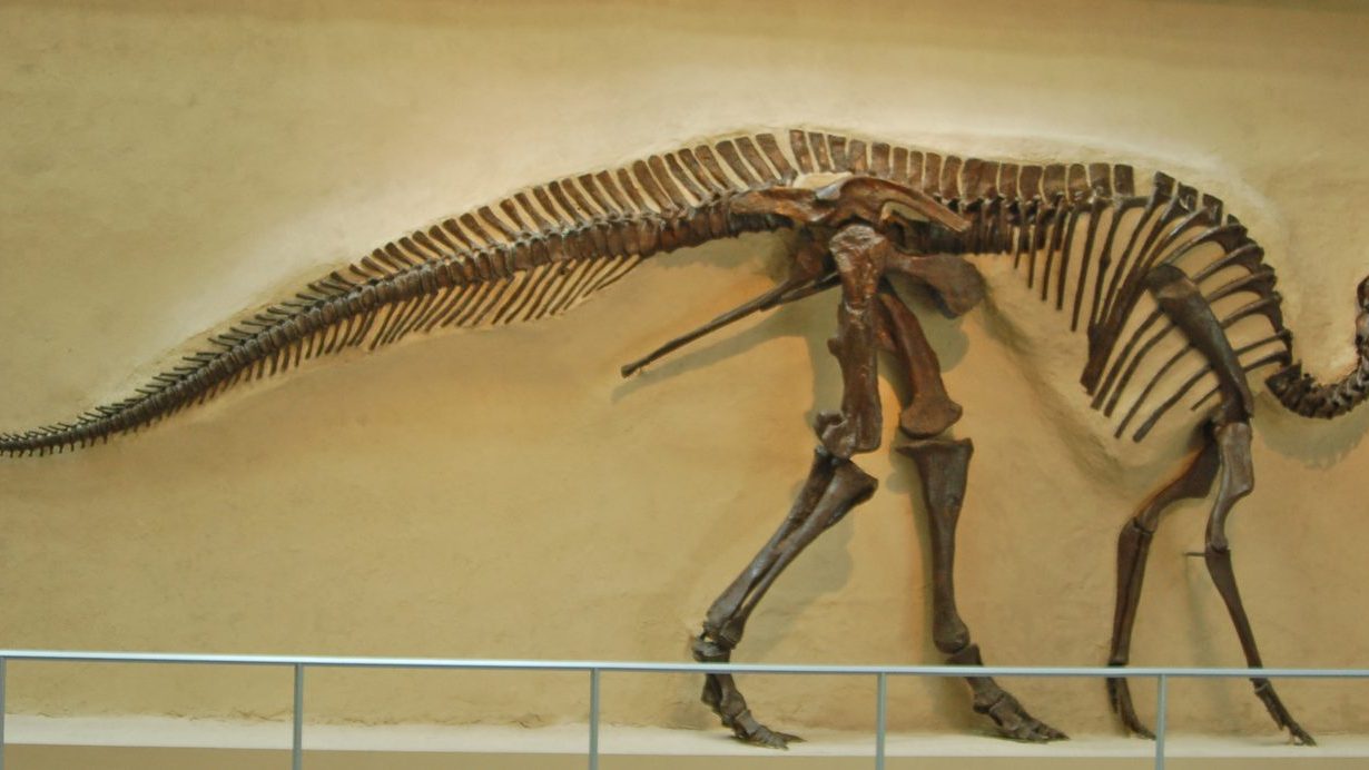 Mounted skeleton of Edmontosaurus annectens, a hadrosaurid, showing its long tail and duck-billed skull