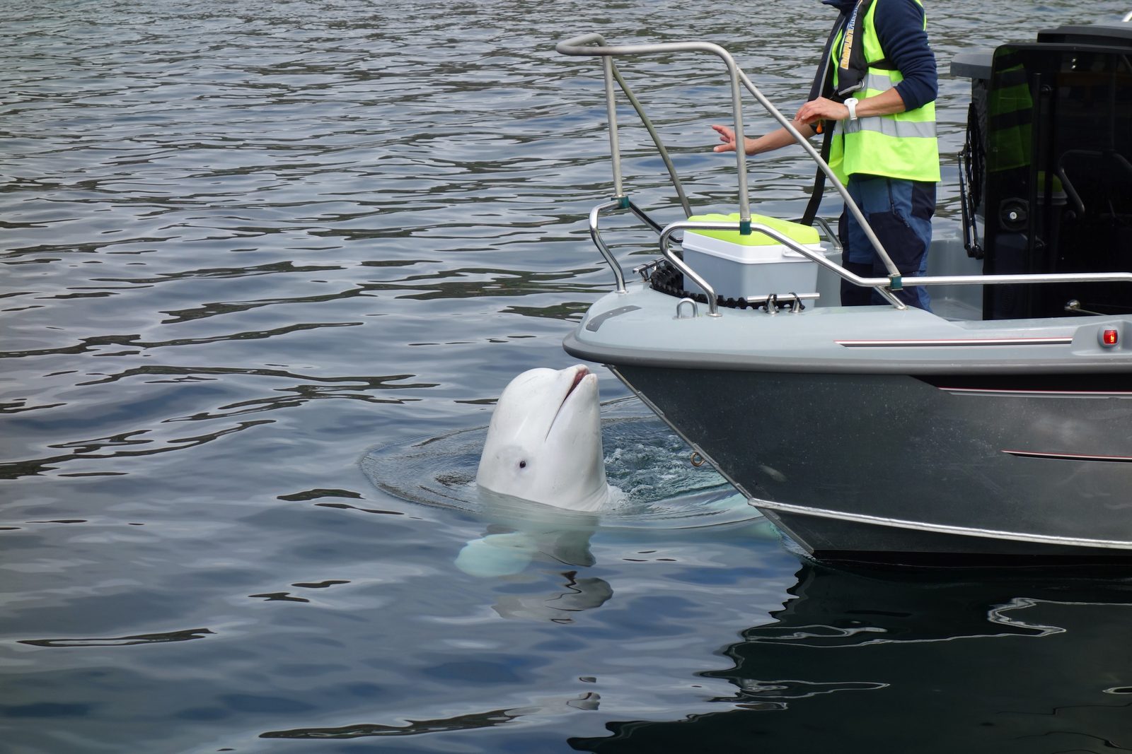 Hvaldimir the beluga whale surfacing in Hammerfest harbour, Norway, shortly after he was first discovered wearing a harness in 2019