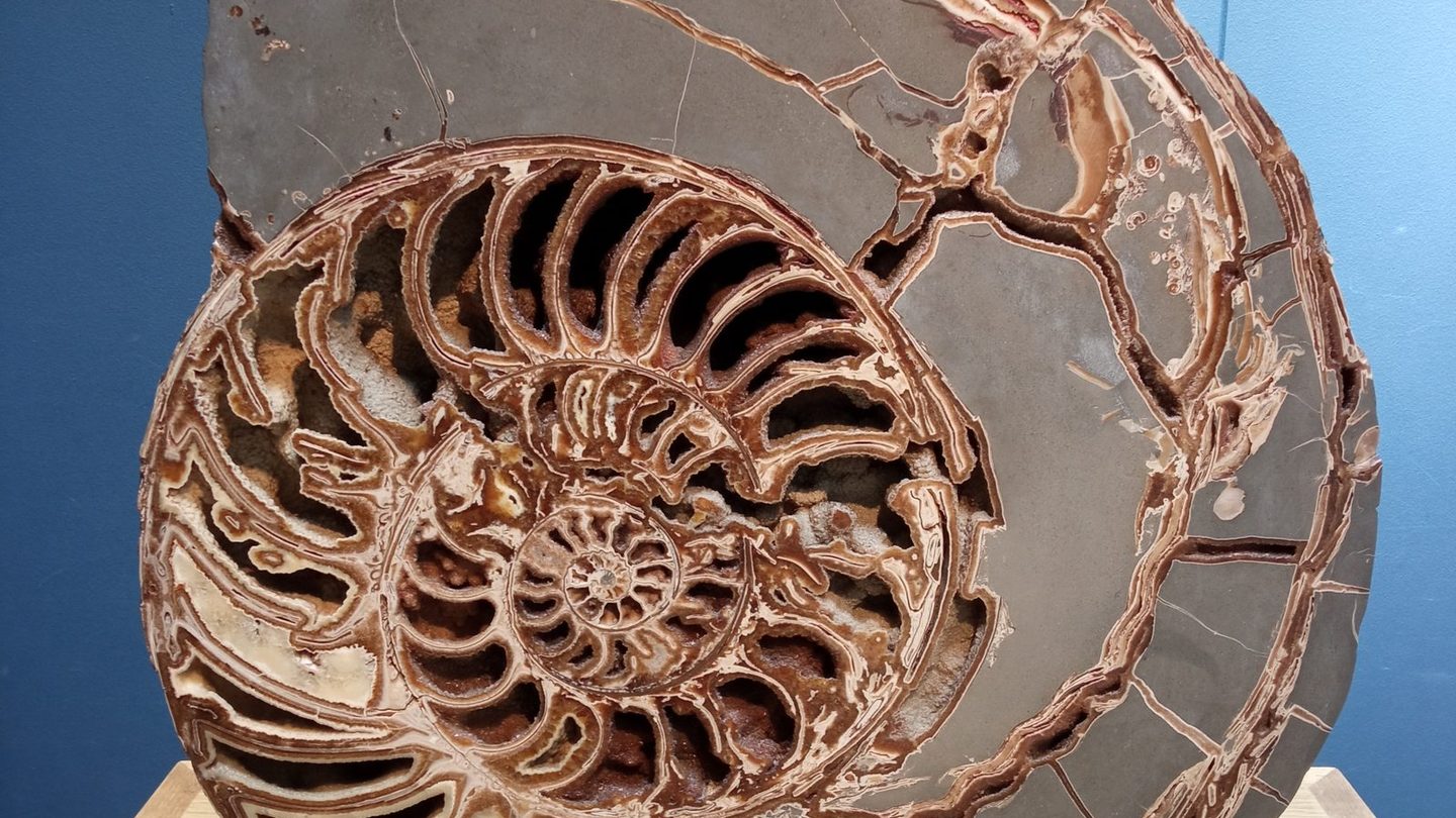 A cut and polished cross-section of an ammonite fossil on display at the Natural History Museum in London, showing the internal chambered spiral of the shell