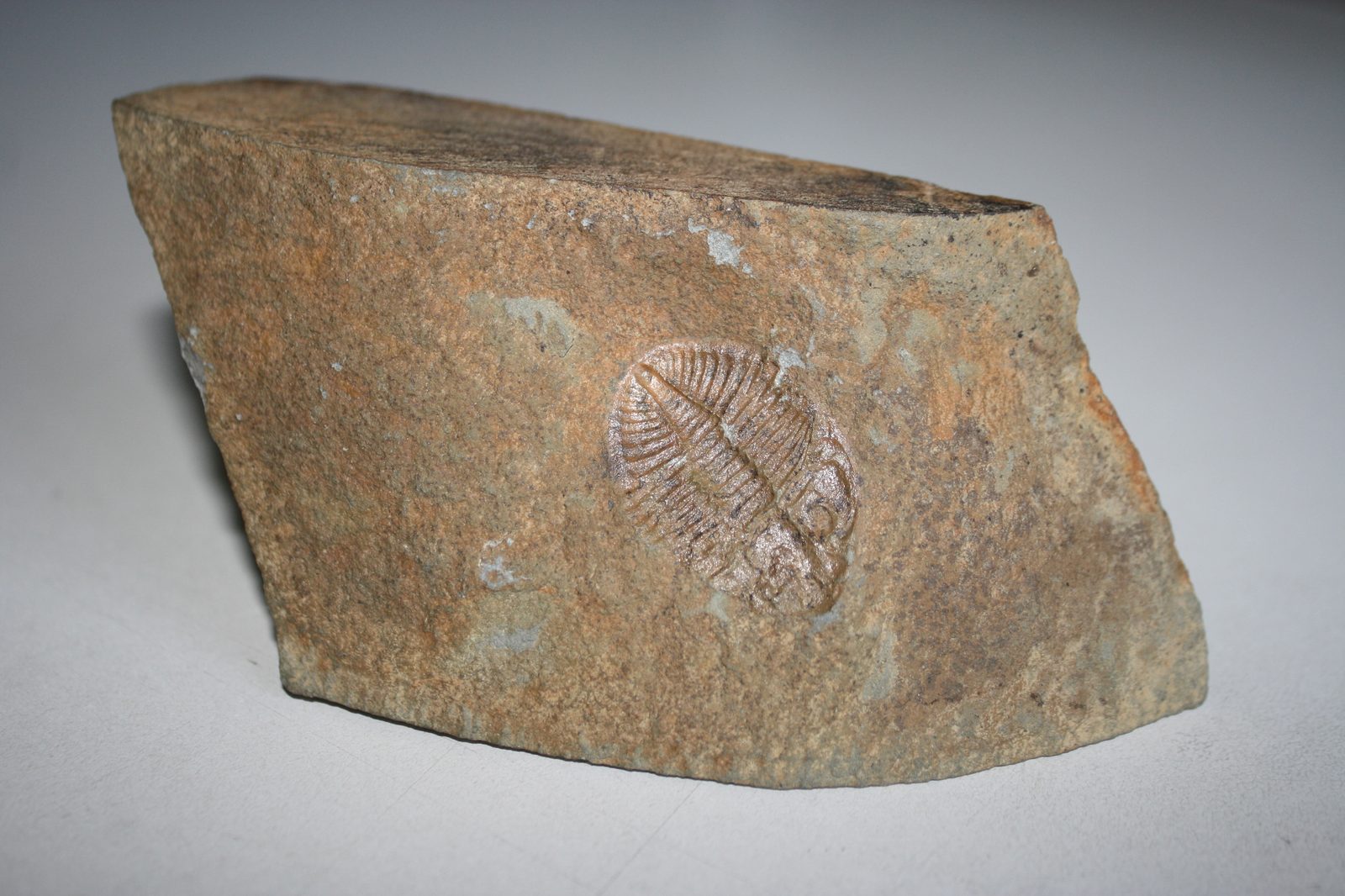 A trilobite fossil imprinted in rock, showing the segmented, ridged exoskeleton characteristic of these Paleozoic marine arthropods