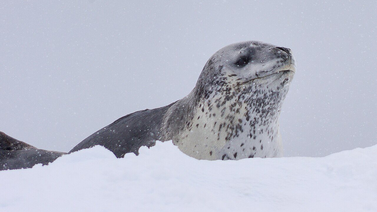 Close-up portrait of a leopard seal resting on snow in falling snowfall, showing the dark, freckled spotting pattern across its pale coat that gives the species its name