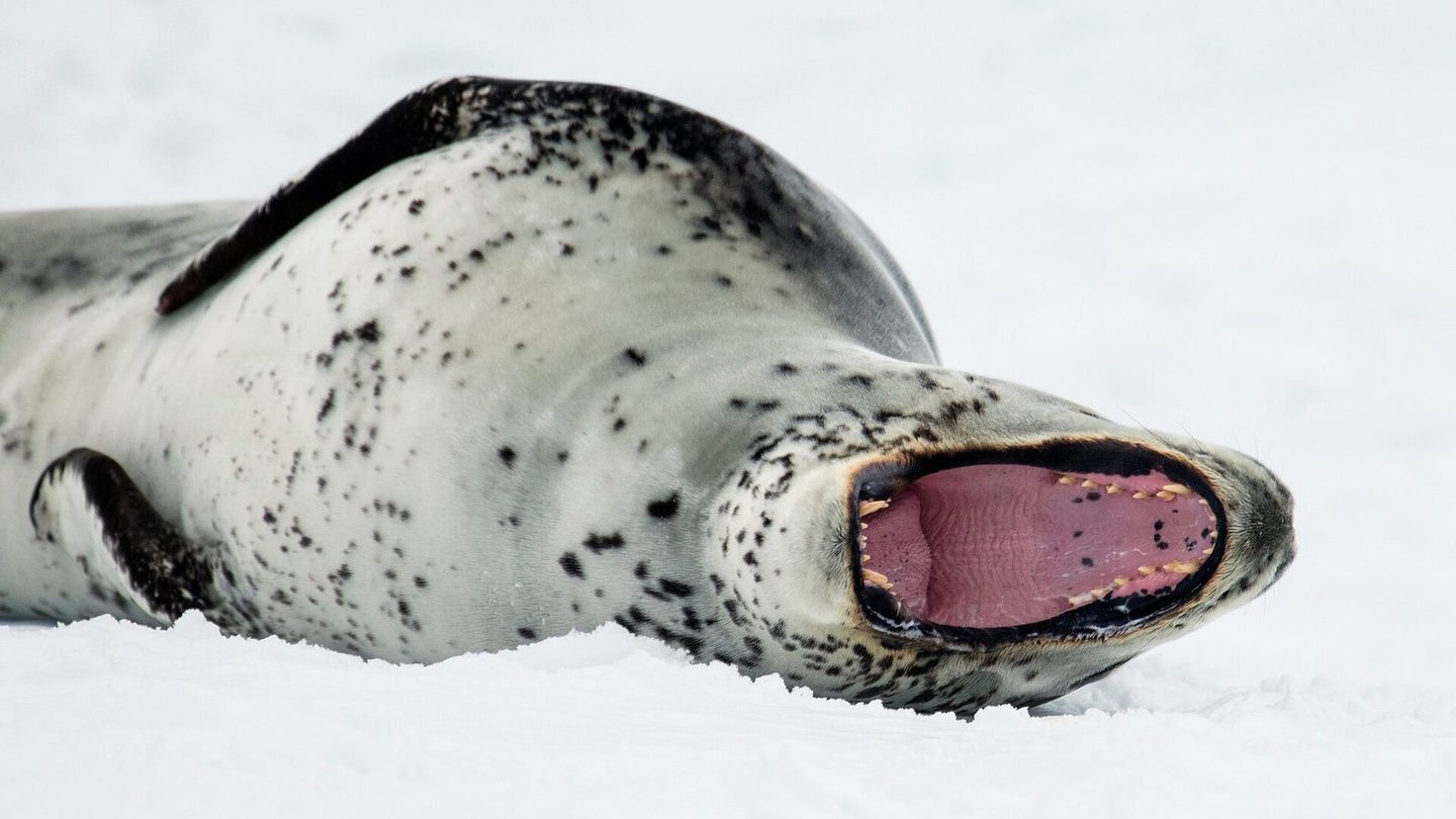 A leopard seal lying on Antarctic ice with its jaws open wide, showing the long canine teeth and pink mouth it uses to grip large prey