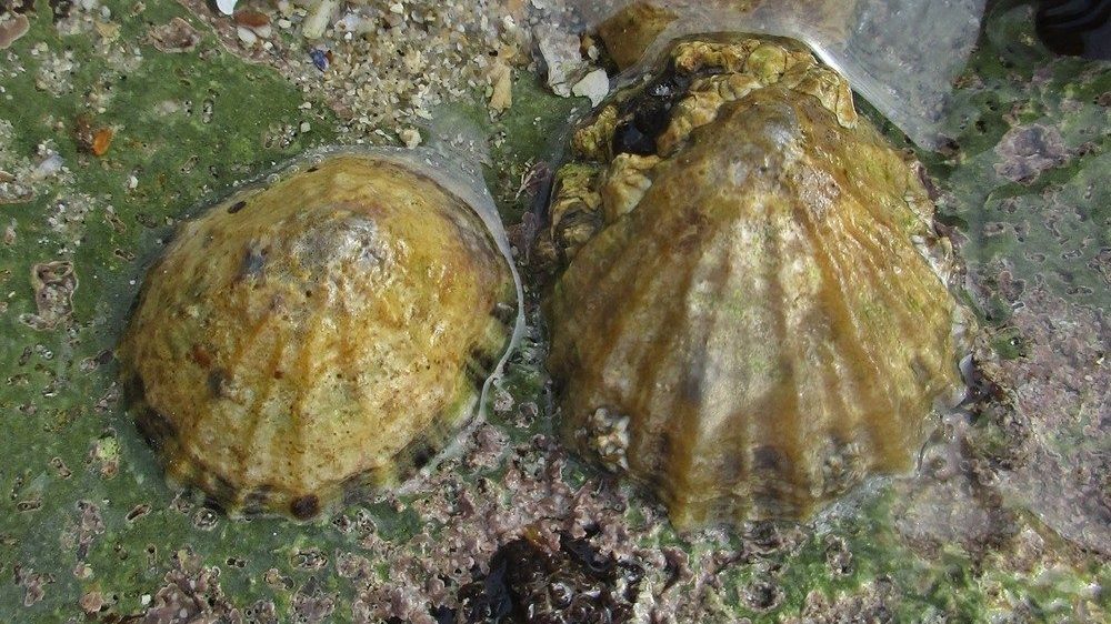 A common limpet (Patella vulgata) attached to a rock at Étretat, France, showing its low conical shell