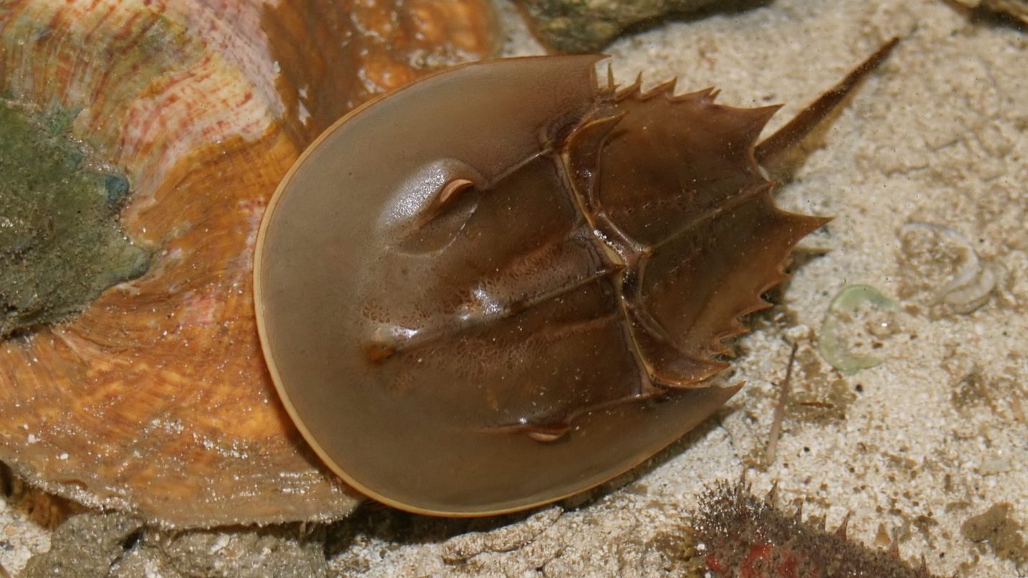 An Atlantic horseshoe crab (Limulus polyphemus) seen from above in shallow water, its domed brown carapace and long tail spine visible