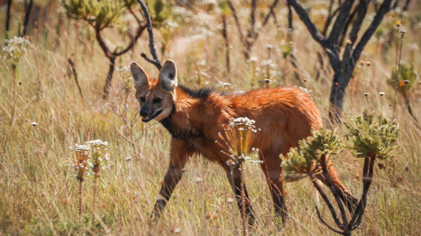 A maned wolf standing in tall cerrado grassland, showing its long legs, reddish coat, and black mane