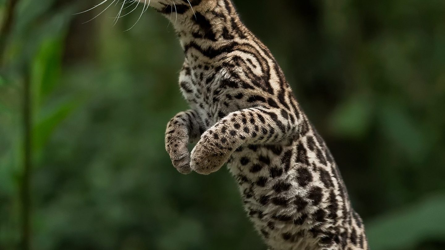 A margay resting on a rock in a forest clearing in Costa Rica, showing its large eyes, long tail, and dark-ringed spotted coat