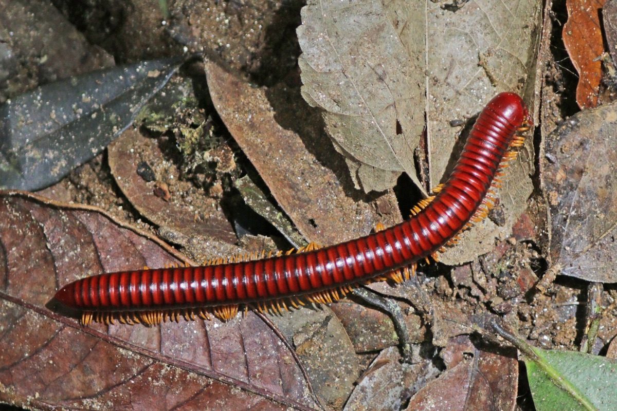 A bright orange-red giant fire millipede (Aphistogoniulus corallipes) with black banding, photographed in leaf litter in Mantadia, Madagascar