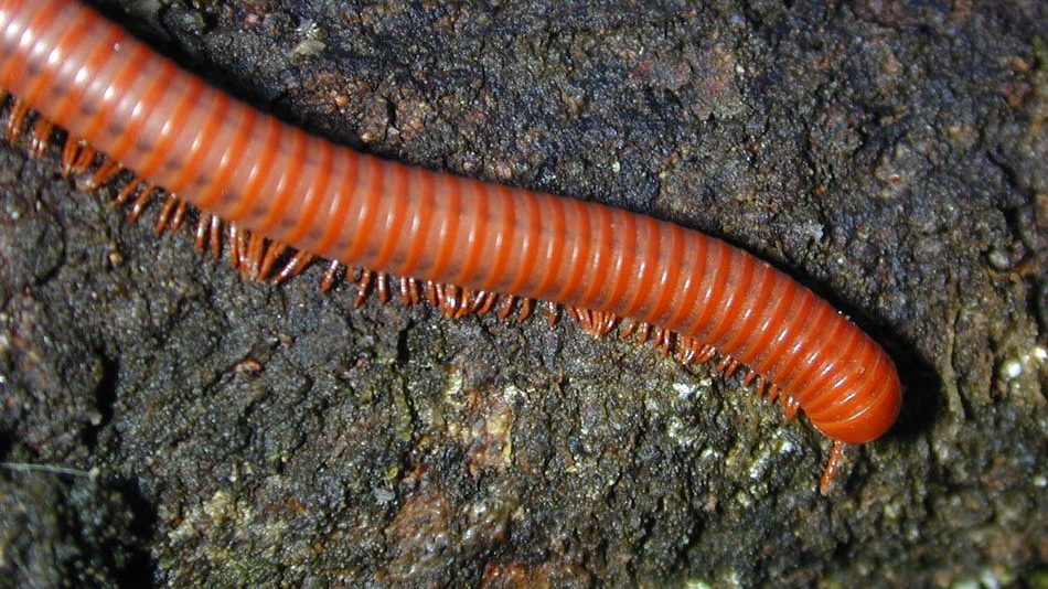 A dark reddish-brown Trigoniulus corallinus millipede with an orange-red head and tail curled slightly, photographed on mottled bark in Hawaii