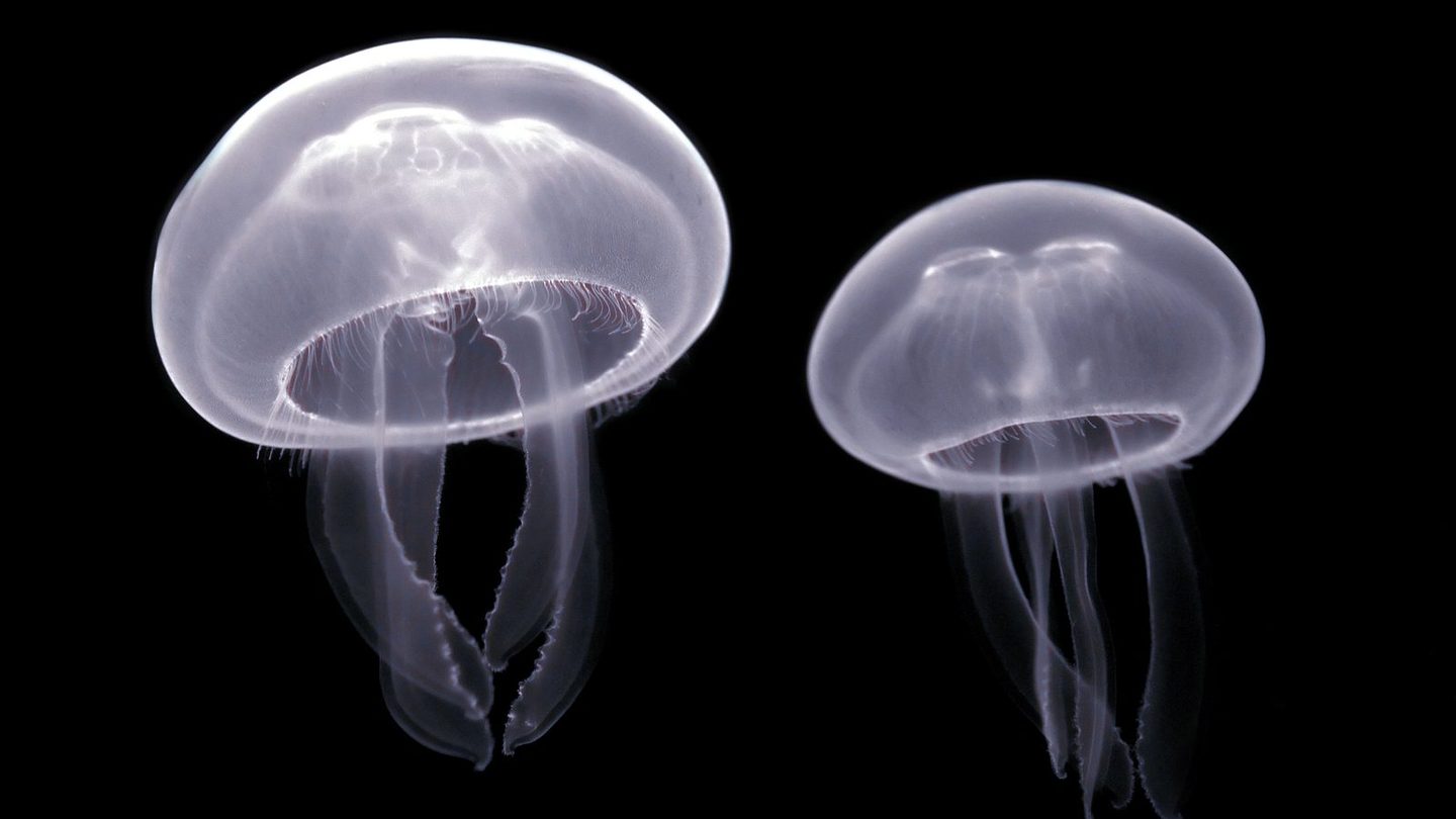 Two translucent moon jellyfish (Aurelia aurita) photographed against a black background, showing the horseshoe-shaped gonad pattern visible through the bell and the short fringe of tentacles beneath it