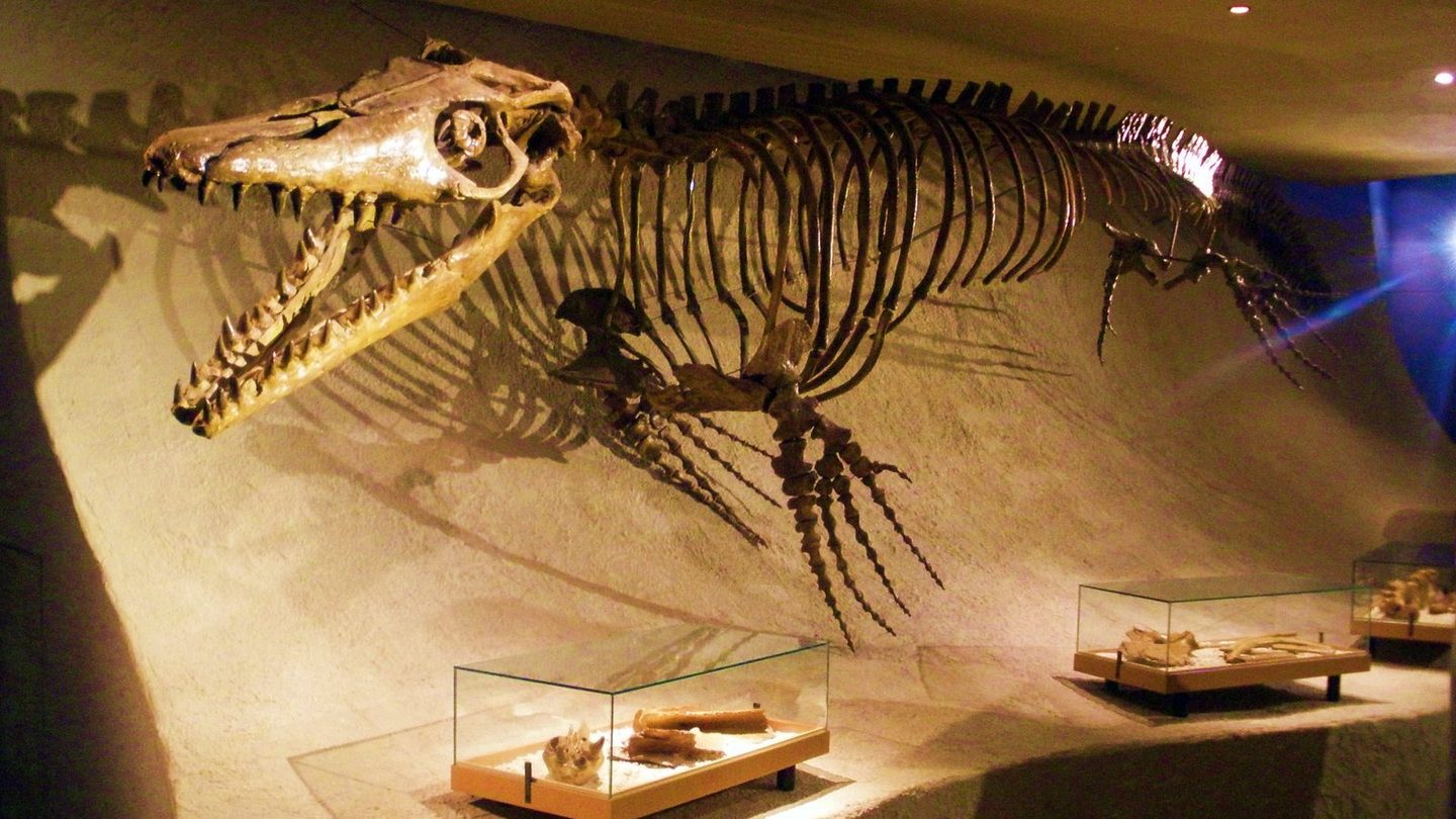 A mounted Mosasaurus hoffmannii skeleton with an elongated jaw lined with conical teeth, on display at the Natural History Museum Maastricht