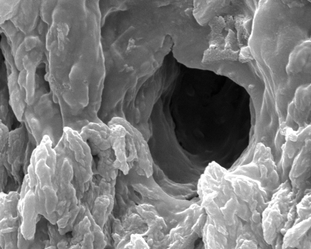 Scanning electron microscope image, magnified 10,000 times, of a single tubule opening in narwhal tusk dentin that leads to nerve endings inside the tusk core
