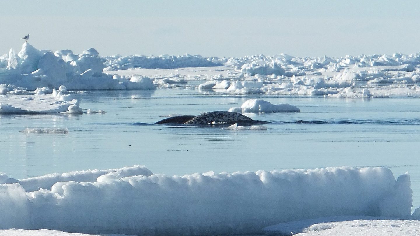 A narwhal surfacing in a gap between land-fast ice and pack ice off Baffin Island, Canada
