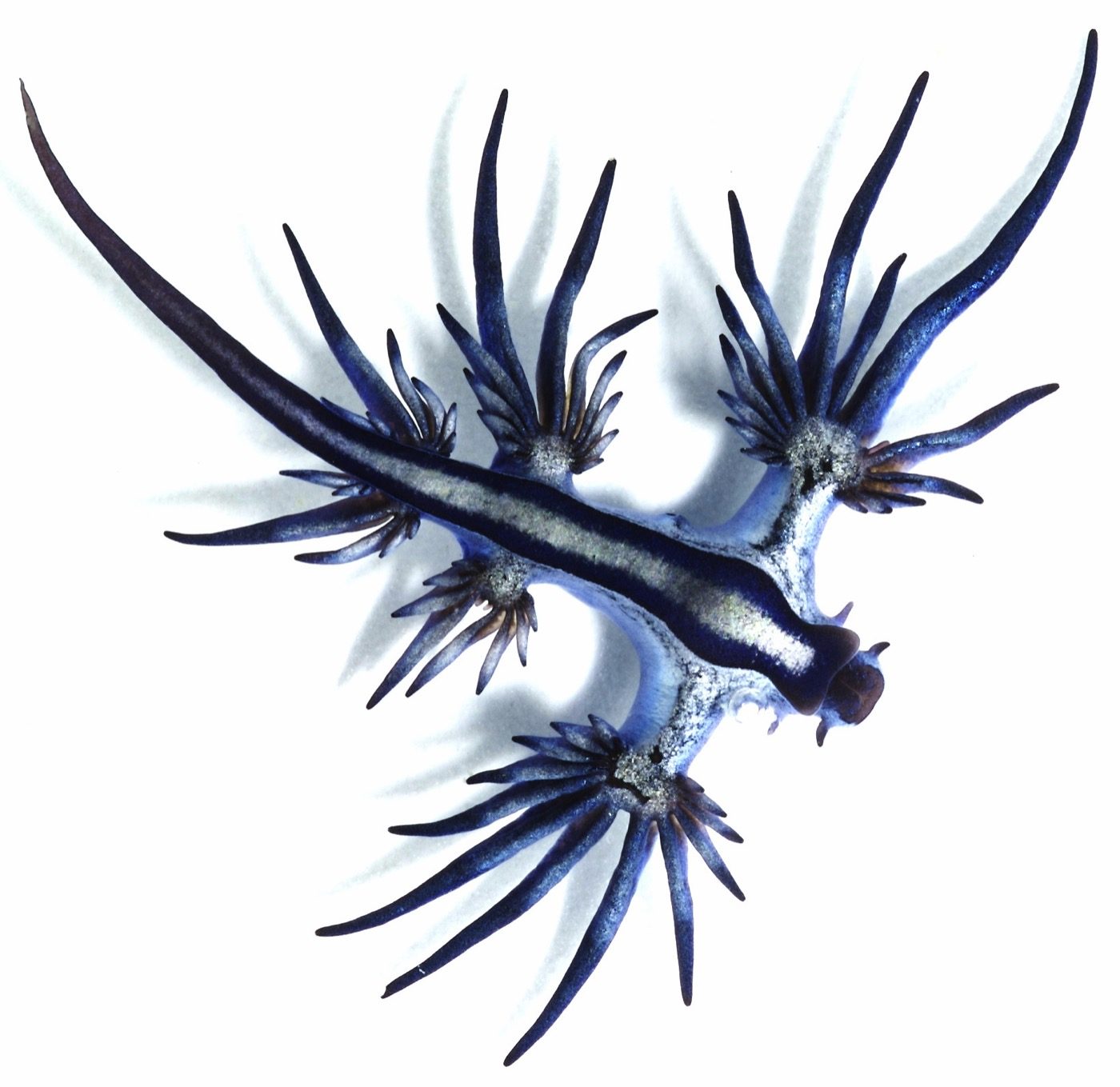 A close-up of Glaucus atlanticus on sand, showing the radiating finger-like cerata along its sides where stolen stinging cells are stored