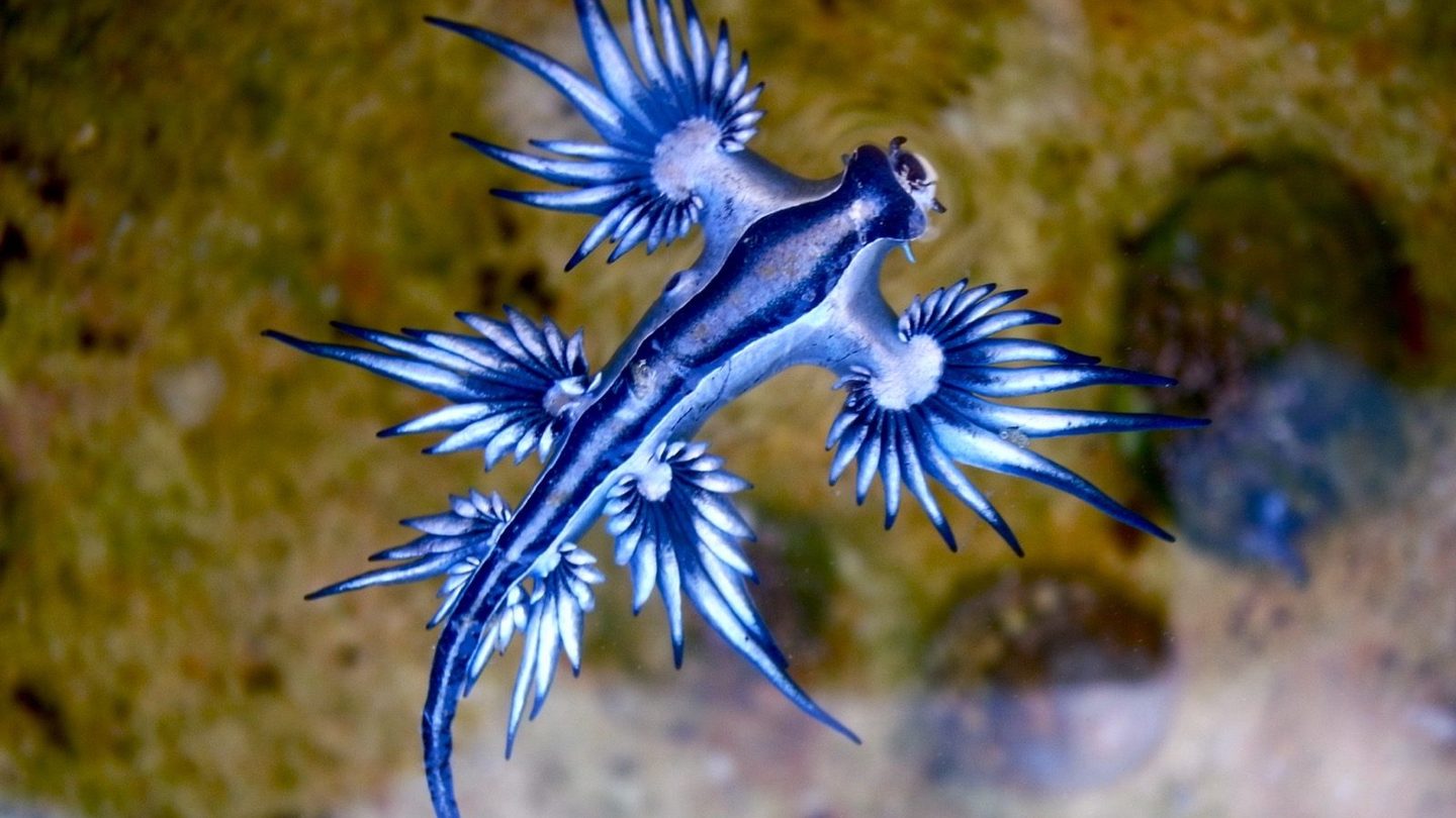 A blue dragon sea slug (Glaucus atlanticus) photographed from above, its silvery-blue body radiating blade-like cerata along both sides