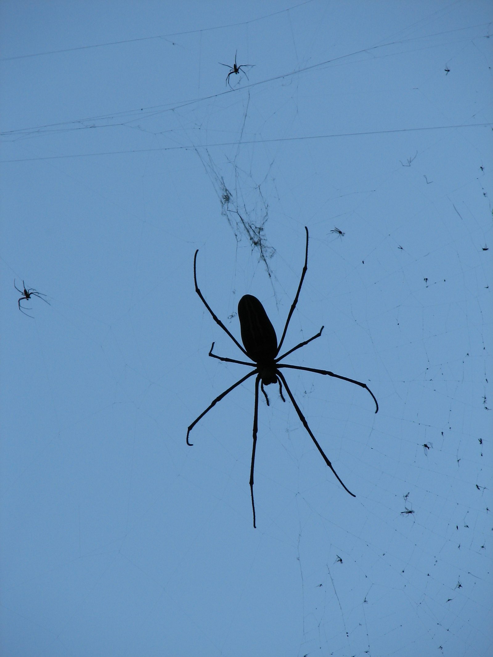 A male and female golden orb-weaver (Nephila pilipes) sharing the same web, the female many times larger than the small male positioned near her leg