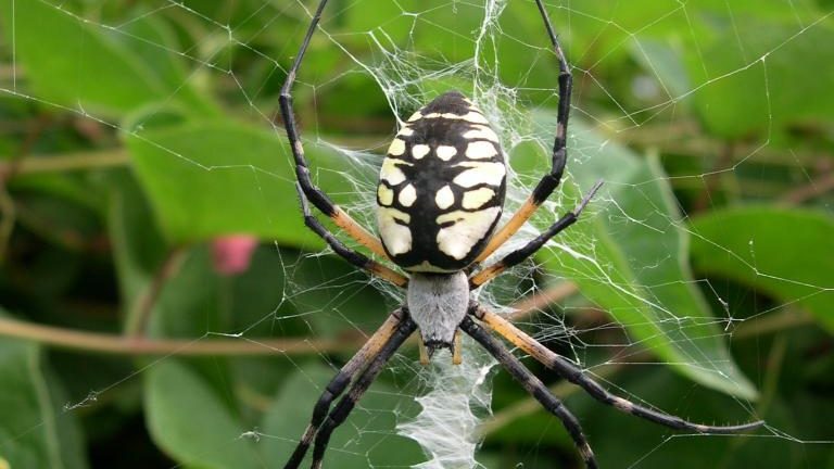 A female black-and-yellow garden spider (Argiope aurantia) resting at the center of her web, with the thick white zigzag stabilimentum band visible running through the web below her
