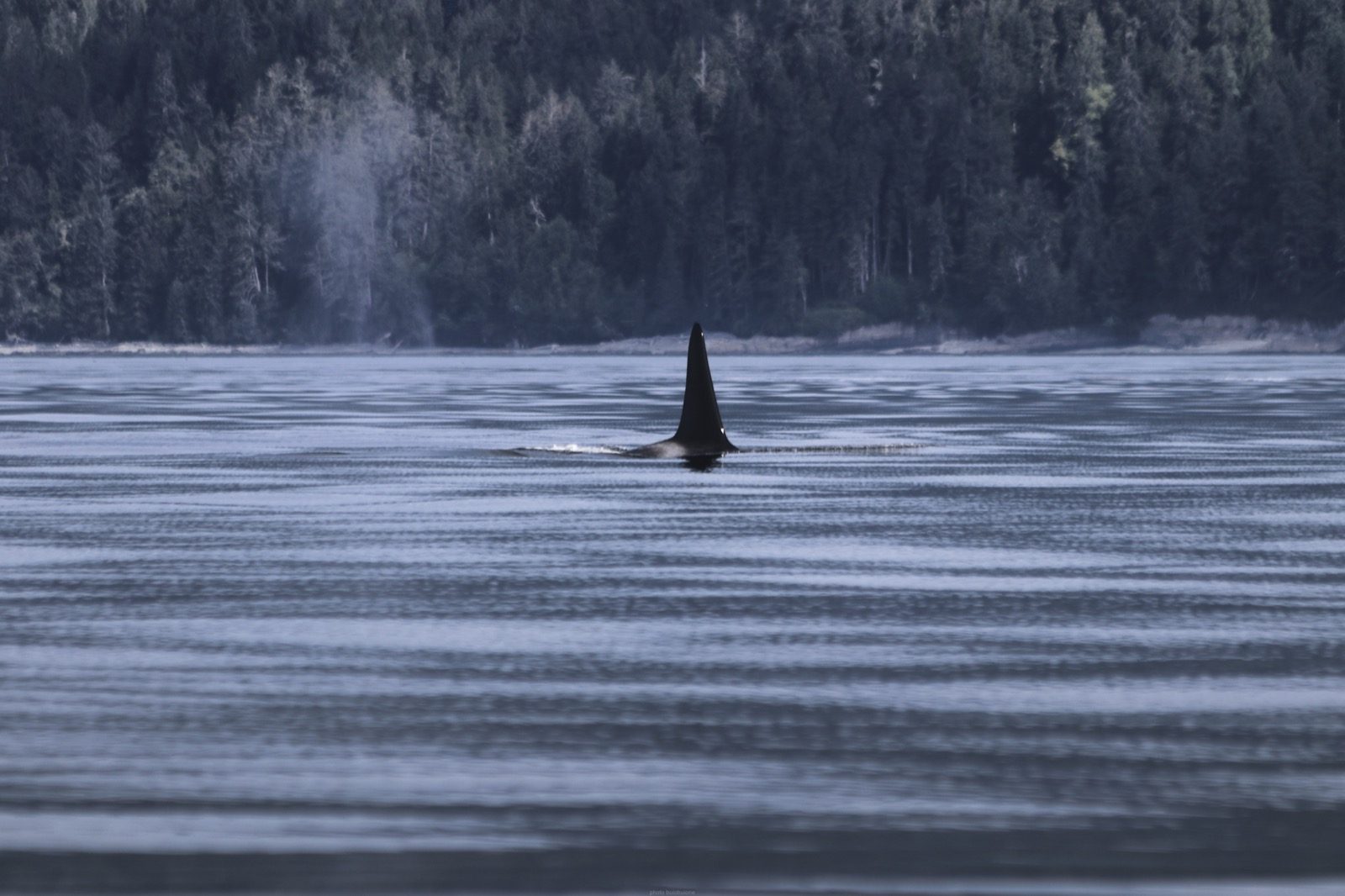 Close-up of a killer whale dorsal fin and the grey saddle patch behind it breaking the ocean surface, the exact features researchers use to identify individual orcas across sightings